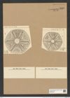 Actinoptychus sculptilis A. Schm. (de-Toni-Nr.: Genus 227, Species 5595) Zeichnungen Sammlung Grunow Nr. 9486 (NHMW-BOT-W0379460)
